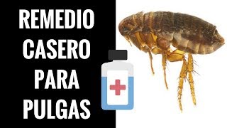 🛑Remedios CASEROS para las Pulgas ⏭ Descubre 1 Fórmula AntiPulgas NATURAL✅ [upl. by Elconin]