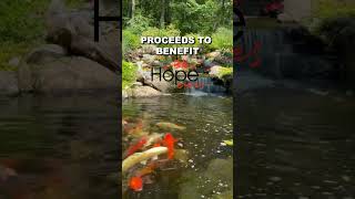 Water Garden amp Pond Tour in Hawley Pennsylvania pondtour waterfeatures koipond [upl. by Hazeefah]