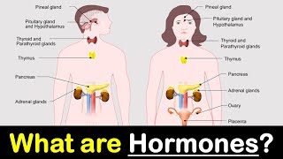 What are Hormones  Endocrine Glands  Hindi  Priyank Singhvi [upl. by Elahcim271]