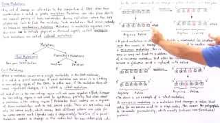 Point Mutations BasePair Substitutions [upl. by Andres90]