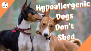 Top 10 Hypoallergenic Dog Breeds That Dont Shed [upl. by Aeslek]