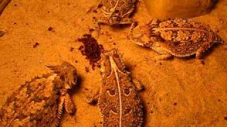 Horned Lizards Eating  The Society for Horned Lizard Preservation [upl. by Lizbeth]