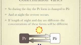 Photoperiodism [upl. by Elleirda]