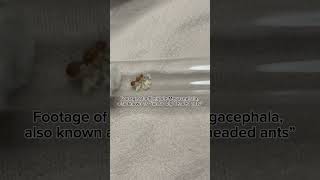 Pheidole megacephala queen antants antkeeping [upl. by Hutchins]