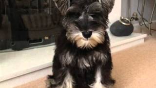 Mini Schnauzer  6 weeks to 1 year in a minute  so cute [upl. by Margaret615]