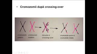 CURS 132 Meioza Gametogeneza [upl. by Levitan]