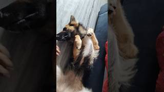 2024 trending videos German shepherd Dog funny funny video germany shepherd germany shepherd dog [upl. by Abie]