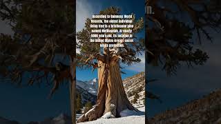 Guarding Methuselah The 5000YearOld Bristlecone Pine Hidden in the US [upl. by Falk850]