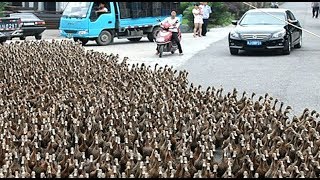 DUCK ARMY Videos Compilation  NEW [upl. by Ahsenauq]