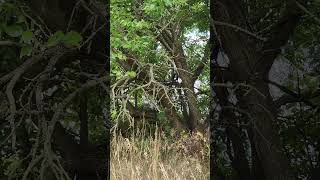 tallgrass nature thefrugallifewithmercedes naturewalk trees shrubs wildflowers ivy moss [upl. by Manlove]