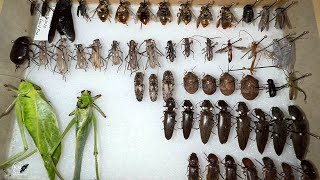 FIELD PINNING INSECT SPECIMENS FOR SCIENTIFIC RESEARCH [upl. by Barnard]