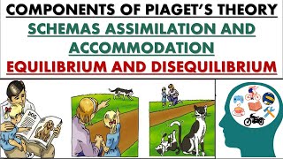 Basic components of Piagets theory schema AssimilationAccommodationEquilibriumDisequilibrium [upl. by Gianna]