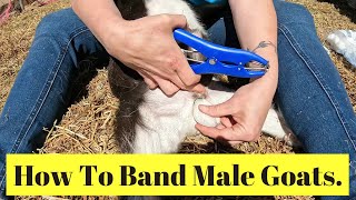 How To Band Male Goats [upl. by Mide]