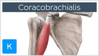 Coracobrachialis Muscle Overview  Human Anatomy  Kenhub [upl. by Ellesirg]