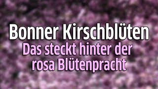 Bonner Kirschblüte Kirschbäume in der Altstadt sind Touristenattraktion [upl. by Amero]