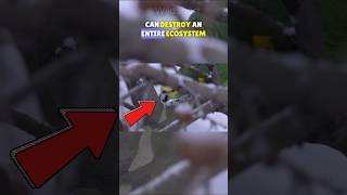 🦜Amazon Parrots INVADE Germany shortsfeed amazon parrots [upl. by Lettig]