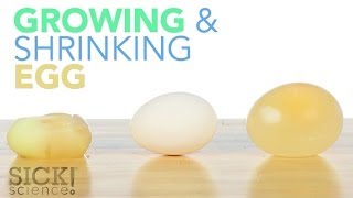 Growing and Shrinking Egg  Sick Science 187 [upl. by Benis]