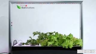 Mini Plant Factory [upl. by Emmer]