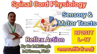 Spinal Cord Physiology  Reflex Action  Human Anatomy amp PhysiologyII  BP201T  L17 [upl. by Windham]