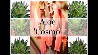 Aloe Cosmo [upl. by Mckenna]