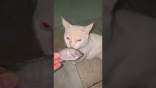 3 Peixes Crus para meus Gatos Nutella 🤣 [upl. by Xavler]