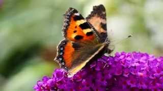 Small Tortoiseshell on Butterfly Bush [upl. by Jeanie]