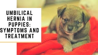 Umbilical Hernia In Puppies Symptoms And Treatment [upl. by O'Brien]