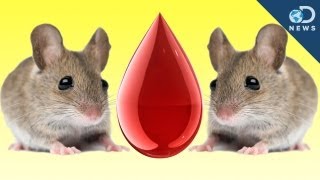 Mouse Cloned From Drop Of Blood [upl. by Honeyman263]