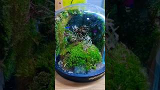 terrarium terrariumart explore virulshorts foryou plantbased dubaivlog explorepage [upl. by Assenyl]