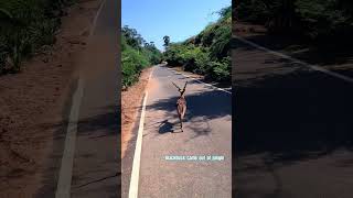 wildlife photography blackbuck deer animal ytshorts animalshorts [upl. by Adiehsar]