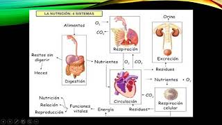 Sistemas de nutrición [upl. by Koren]