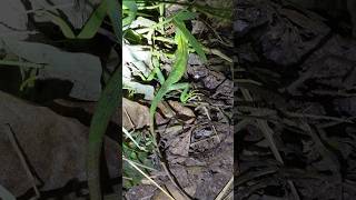 ഇഗ്വാനയുടെ കുഞ്ഞിനെ പോലെ ഉണ്ടല്ലേ🦎  Green forest lizard reptiles urbanwildlife rarebeauty [upl. by Berkie356]