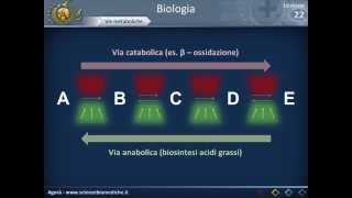 Chimica organica Sintesi Malonica L134 [upl. by Jotham]