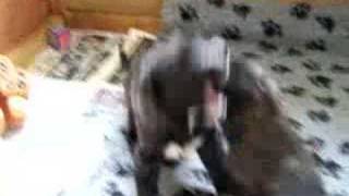 Irish Wolfhounds fighting [upl. by Jacinda551]