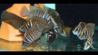 Altolamprologus Calvus Black Congo Wild [upl. by Lavinia]