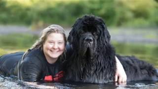 Meet Notta Bear Newfoundlands [upl. by Guendolen21]