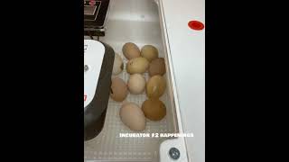 How to Incubate Chicken Eggs [upl. by Rolat]