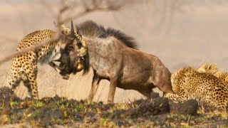 Cheetah Takes on Dangerously Large Prey  Dynasties II  BBC Earth [upl. by Keiko]