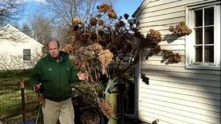 How to Prune Tree Hydrangea 1 of 3  Hydrangea paniculata  Newtown CT Garden Maintenance [upl. by Mireille]