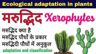 मरुद्भिद पौधे  xerophytic plants in hindi  classification of xerophytes  adaptation in plants [upl. by Lauber]