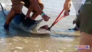 Raw Man catches releases shark on Galveston Beach [upl. by Anika]