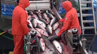 Salmon Farming is Factory Farming [upl. by Lenoyl]