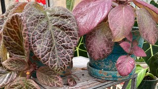 How ToEpiscia Care And Propagation [upl. by Aneroc]