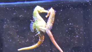 Seahorses Mating Transferring Eggs [upl. by Thrasher]