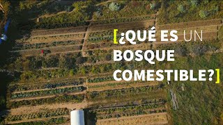 BOSQUE COMESTIBLE en huerta ecológica asociaciones recursos plantas perennes setos y compostaje [upl. by Odericus740]