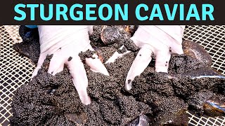 How to Make the Best Sturgeon Caviar [upl. by Hadeehuat665]