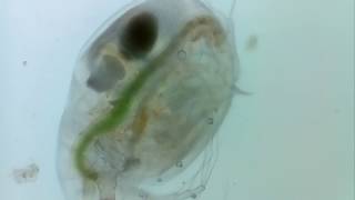 Daphnia RAU [upl. by Ilysa]