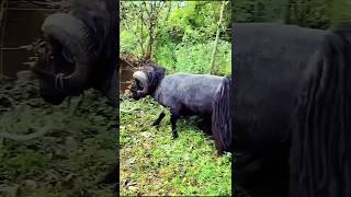 quotViral Moment Quessant Sheep Breaks a Tree in Secondsquot [upl. by Lehteb]