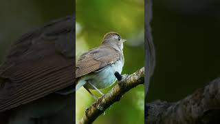 Bird Sounds  Thrush Nightingale Singing birds [upl. by Dillie730]