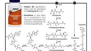 Mammalian Pantothenic Acid Vitamin B5 Processing amp Metabolism [upl. by Yelsnia]